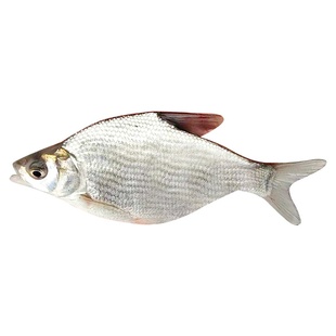 鳊鱼苗武昌鱼苗淡水养殖食用柳叶鳊扁鱼苗三角鲂团头鲂小鱼苗批发