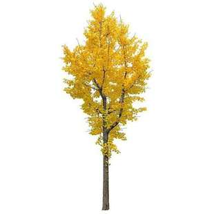 金叶银杏树苗白果活苗庭院别墅绿化苗木行道树银杏大树南北方种植