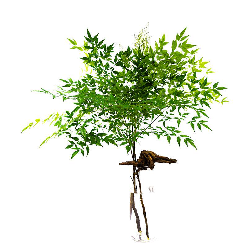 鲜切南天竹室内水培绿植四季常青