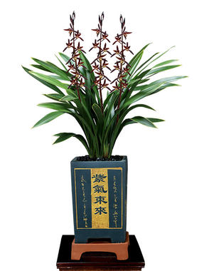 老种金边墨兰金华山带花浓香好养