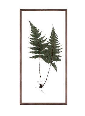 实木植物自然透明环保