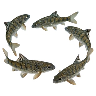 冷水鱼小溪鱼石斑鱼活体观赏鱼鳑鲏宽鳍鱲底栖原生群游鱼棒花鱼