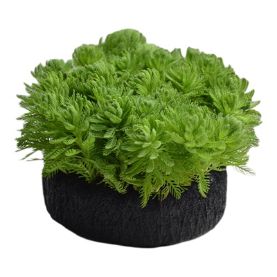 羽毛宝塔中后景水草真水草大坨草
