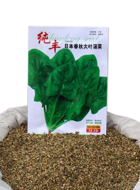 包邮耐寒大叶冬季蔬菜种子