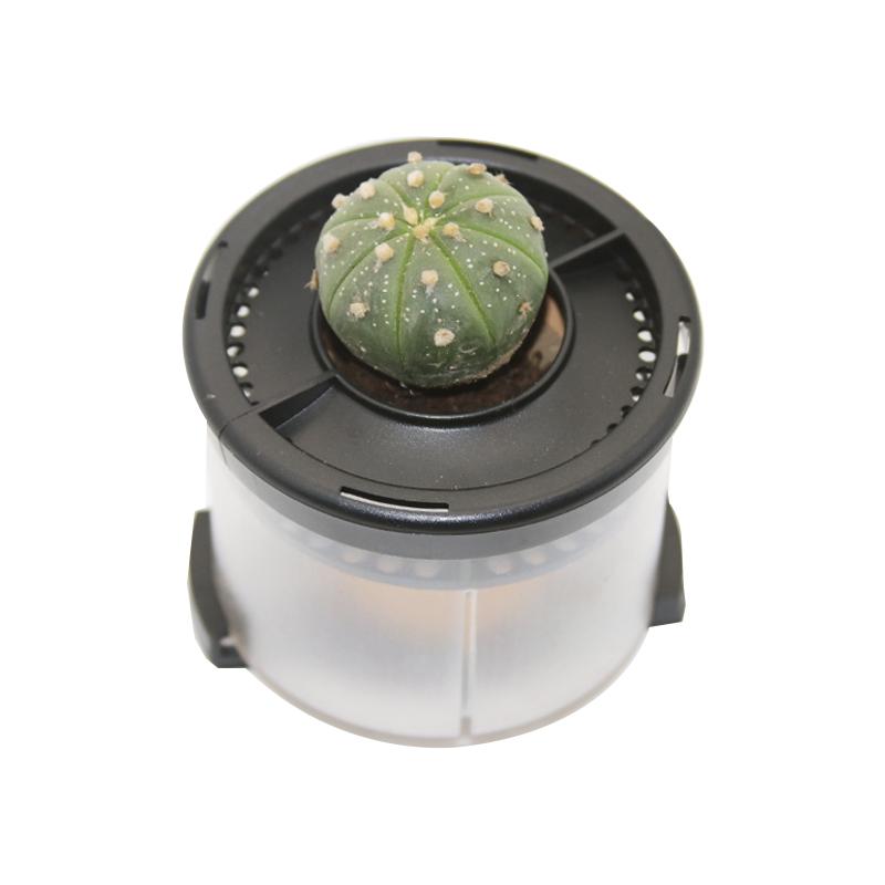 车载植物摆件氧吧盆栽养花吸甲醛