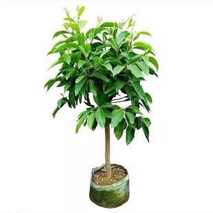 白兰花盆栽树苗矮化室内花卉浓香型带花苞黄角兰庭院大型绿植好养
