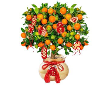 四季金桔树盆栽可食用新年室内橘子果树绿植沙砂糖桔树苗带果花盆