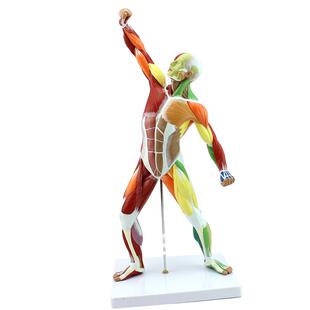 ENOVO颐诺医学美术人体全身肌肉模型 运动肌肉解剖系统健身教学人体肌肉解剖结构模型全身教学医生医学模型