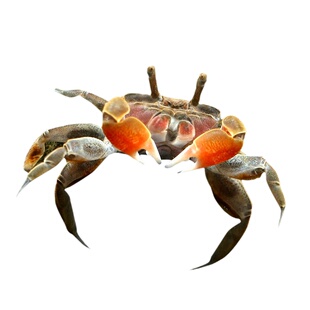 辣椒蟹冷水观赏蟹小型鱼缸热带鱼配蟹仔相手将军红宠物小河蟹活体