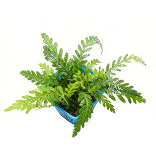 雨裂蓑衣净化水质植物鱼缸装饰水族造景水草淡水室内水陆缸绿植