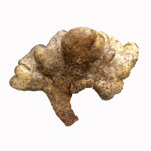 湖北武穴佛手山药新鲜去皮白山药黄冈梅川广济特产新鲜农家山药