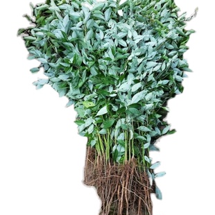 香樟树苗香樟大树别墅绿化四季庭院绿化苗木南方北方种植行道树苗