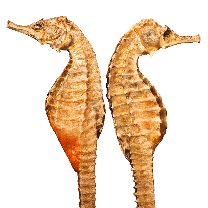 海马干货正品三斑海马中药材一公一母中药饮片海马药材泡酒料煲汤