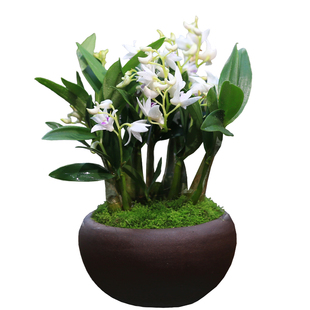 石斛兰盆栽带花苞白花紫云石斛室内阳台冬季耐寒兰花好养易活花卉