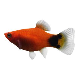 红米奇鱼胎生鱼小型鱼活体热带观赏鱼玛丽鱼孔雀鱼耐养红箭月光鱼