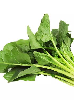 老品种菠菜种子春秋家庭阳台盆栽