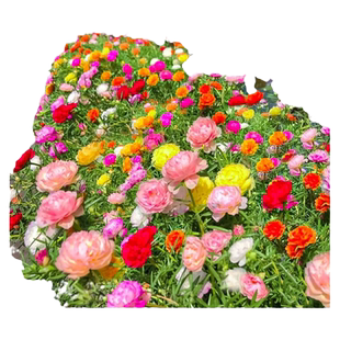 重瓣太阳花种子种孑小花种籽子室内大花花卉矮花花籽四季播种开花