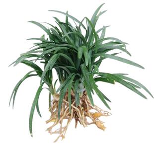 矮麦冬草苗庭院玉龙草耐寒践踏园林绿化苗木草坪植物金边麦冬草苗