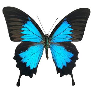 进口真蝴蝶标本未展翅天堂凤蝶Papilio ulysses三角袋包装A1/A-