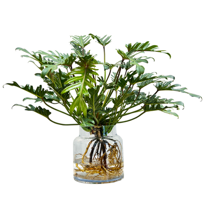 小天使盆栽室内水培植物好养活