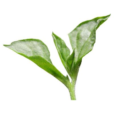 冰菜种子盆栽草苗四季农家