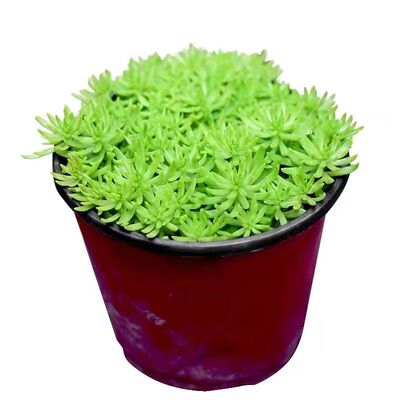 金叶佛甲草盆栽屋顶绿化易养