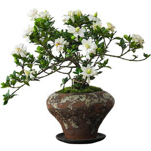 寿星栀子花盆栽四季开花绿植花卉好养易活办公室内桌面带花苞盆景