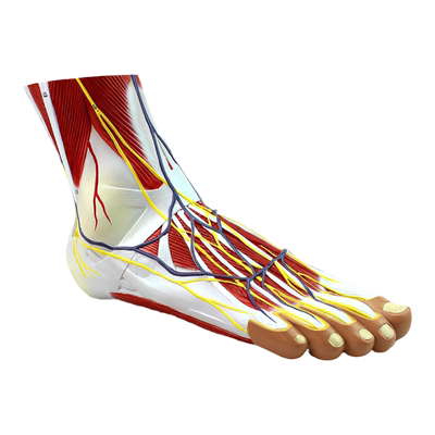 ENOVO颐诺医学足底层次解剖模型