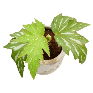 乌头杂秋海棠     美国银枫  Begonia   室内绿植精选盆栽