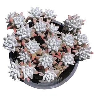 慢悠花房   韩版大白菊  绿植园艺盆栽花卉庭院多肉植