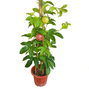 黄金百香果树果苗带土四季种植南方嫁接纯甜密9号苗百香果树苗