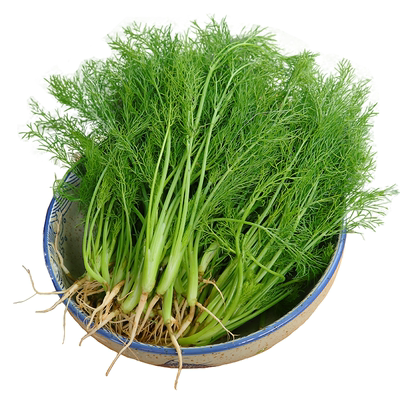 云南小茴香菜新鲜时令绿色500克