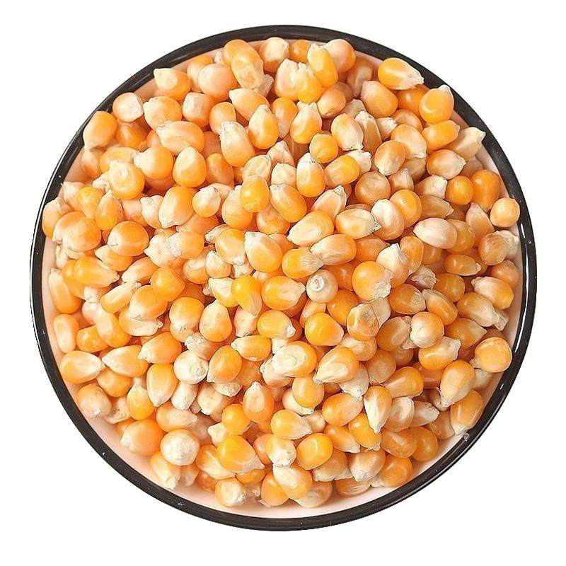 爆米花玉米粒球形送黄油