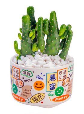 招财多肉盆栽带盆土办公室好养