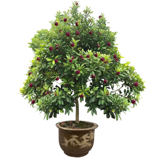 特大仙居东魁黑炭杨梅树大树苗带土盆栽果树果苗庭院种植当年结果