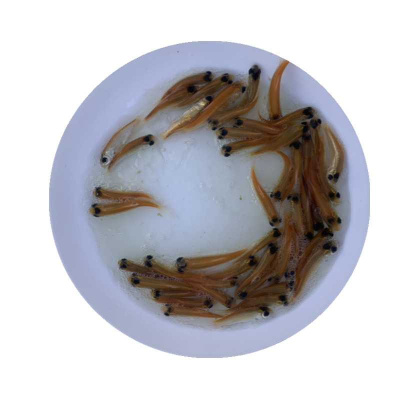 金草鱼苗金丝鲩鱼苗淡水活体红草鱼养殖食用活体混子鱼四大家鱼苗
