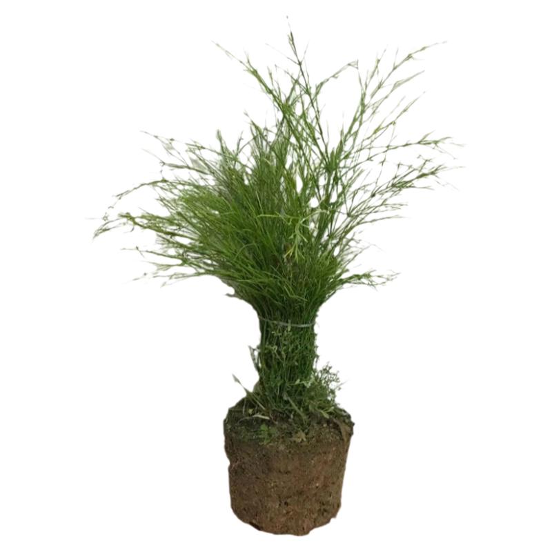 包邮炮仗竹炮仗花盆栽阳台庭院围墙爬藤植物爆竹花吉祥草易活耐种