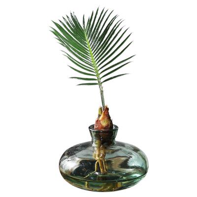 水培植物干净清爽铁树四季常青