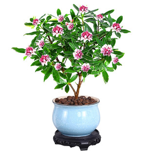 金边瑞香盆栽浓香型带花苞室内客厅阳台耐寒老桩大苗好养花卉植物