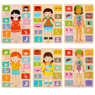 人体器官身体内脏模型玩具儿童五官结构认知幼儿早教益智启蒙拼图