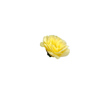 黄木香花苗爬藤植物红白木香树苗大苗室内庭院四季开花木香花盆栽