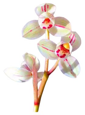 浓香型室内花卉春兰细叶一杆多花