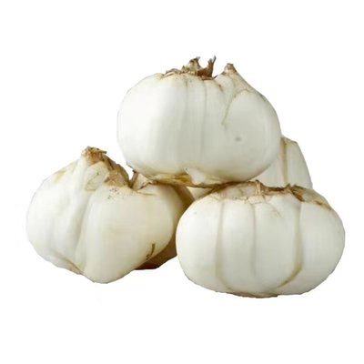 兰州鲜甜百合新鲜食用真空纯天然