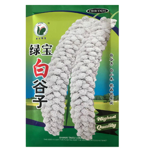 抗鸟害小米白谷粟米香米绿宝白谷种子谷种籽春夏秋冬四季五谷种孑