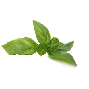 【廊下滋味】新鲜罗勒叶500g 食用西餐香料 披萨草 甜罗勒 欧罗