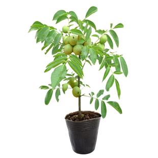 文玩核桃树苗把玩核桃嫁接苗麻核桃树苗狮子头官帽四座楼当年挂果