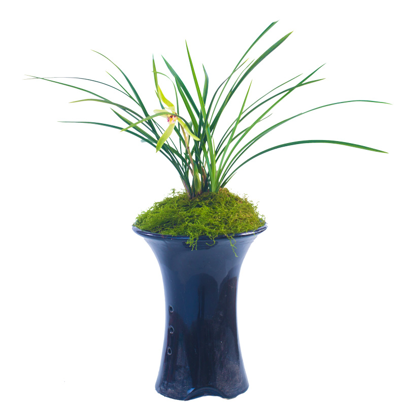 裸根苗【小株型春兰套餐】兰花苗盆栽花卉绿植室内植物兰草名贵