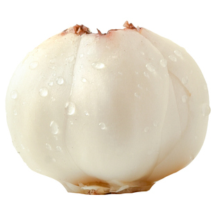 兰州鲜甜百合500g新挖三头皇白合新鲜食用甘肃非生百合干特产级