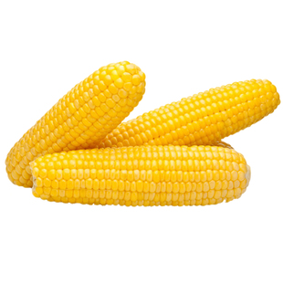 禾久 真空包装糯玉米8支装 熟制鲜糯玉米 河北张家口万全县特产