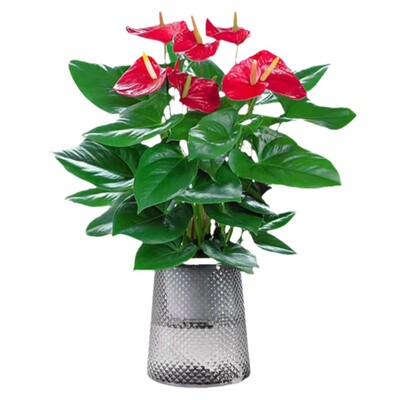 八方来财鸭脚木盆栽四季常